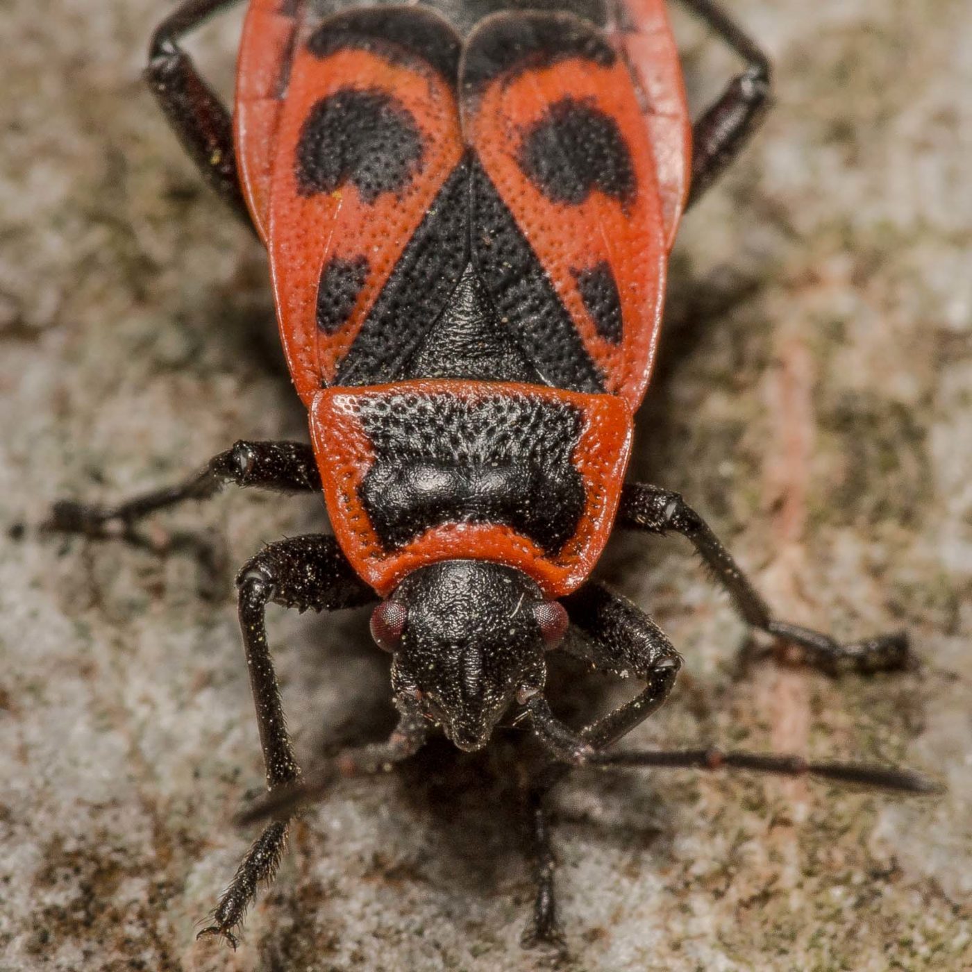 2020-04-17 - NSG Resser Wald und Emscherbruch