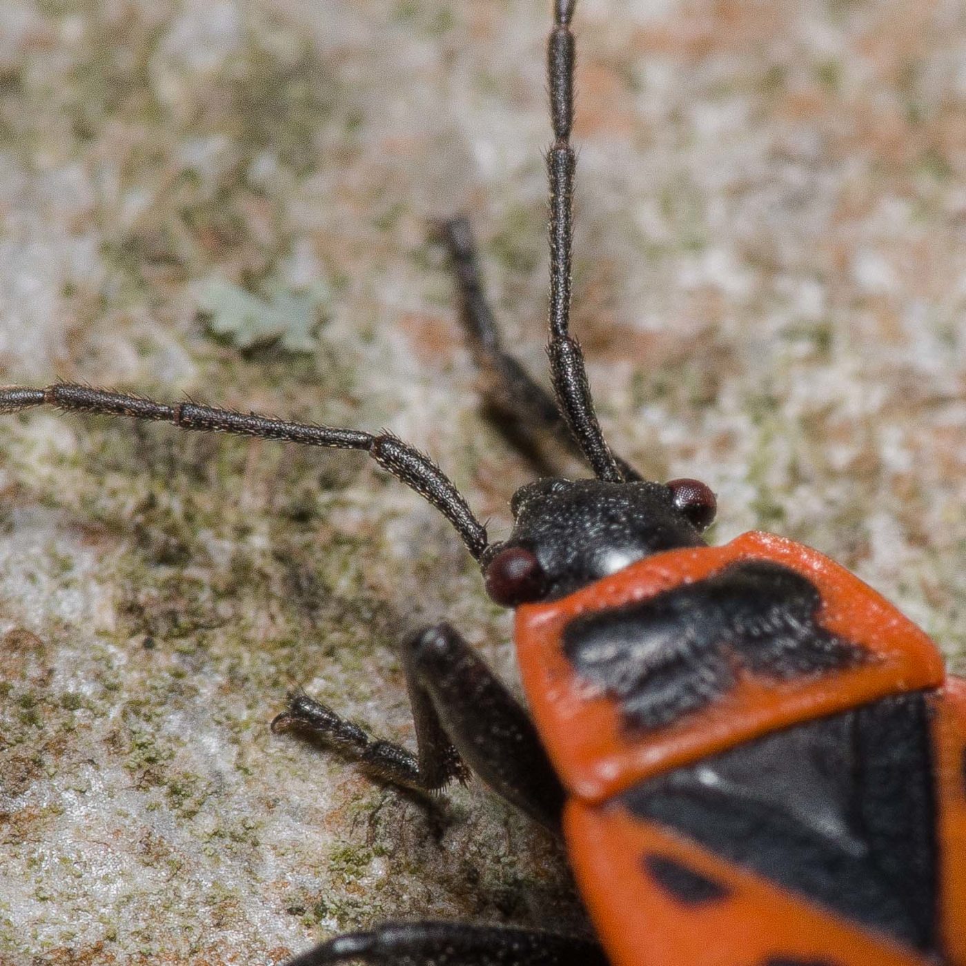 2020-04-17 - NSG Resser Wald und Emscherbruch