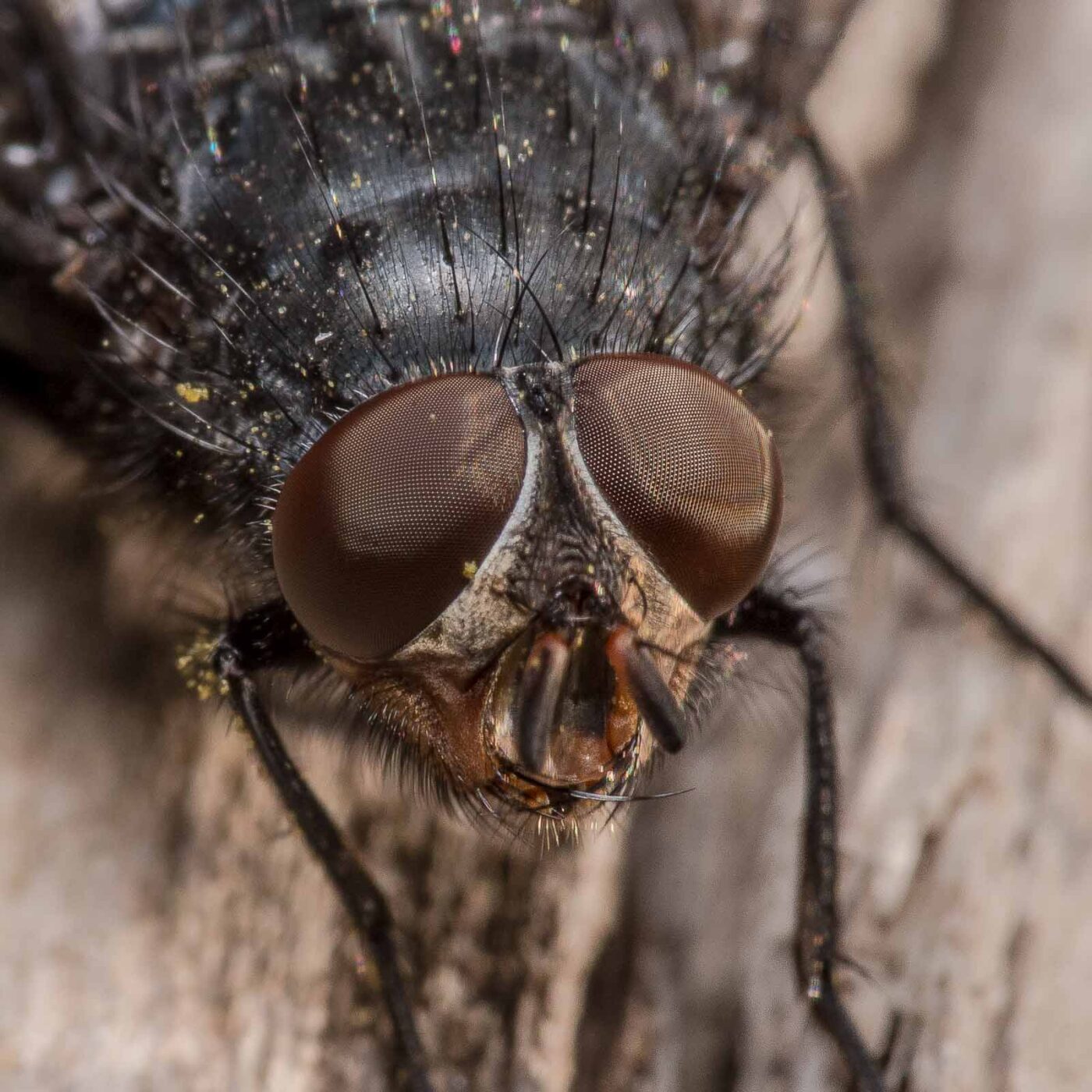 2020-04-17 - NSG Resser Wald und Emscherbruch