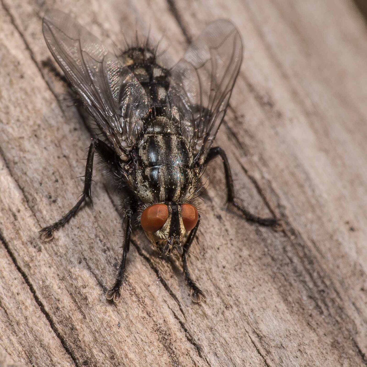 2020-04-17 - NSG Resser Wald und Emscherbruch