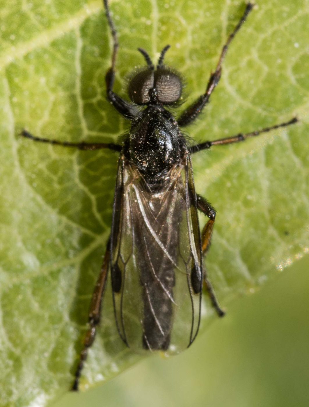 2020-04-17 - NSG Resser Wald und Emscherbruch