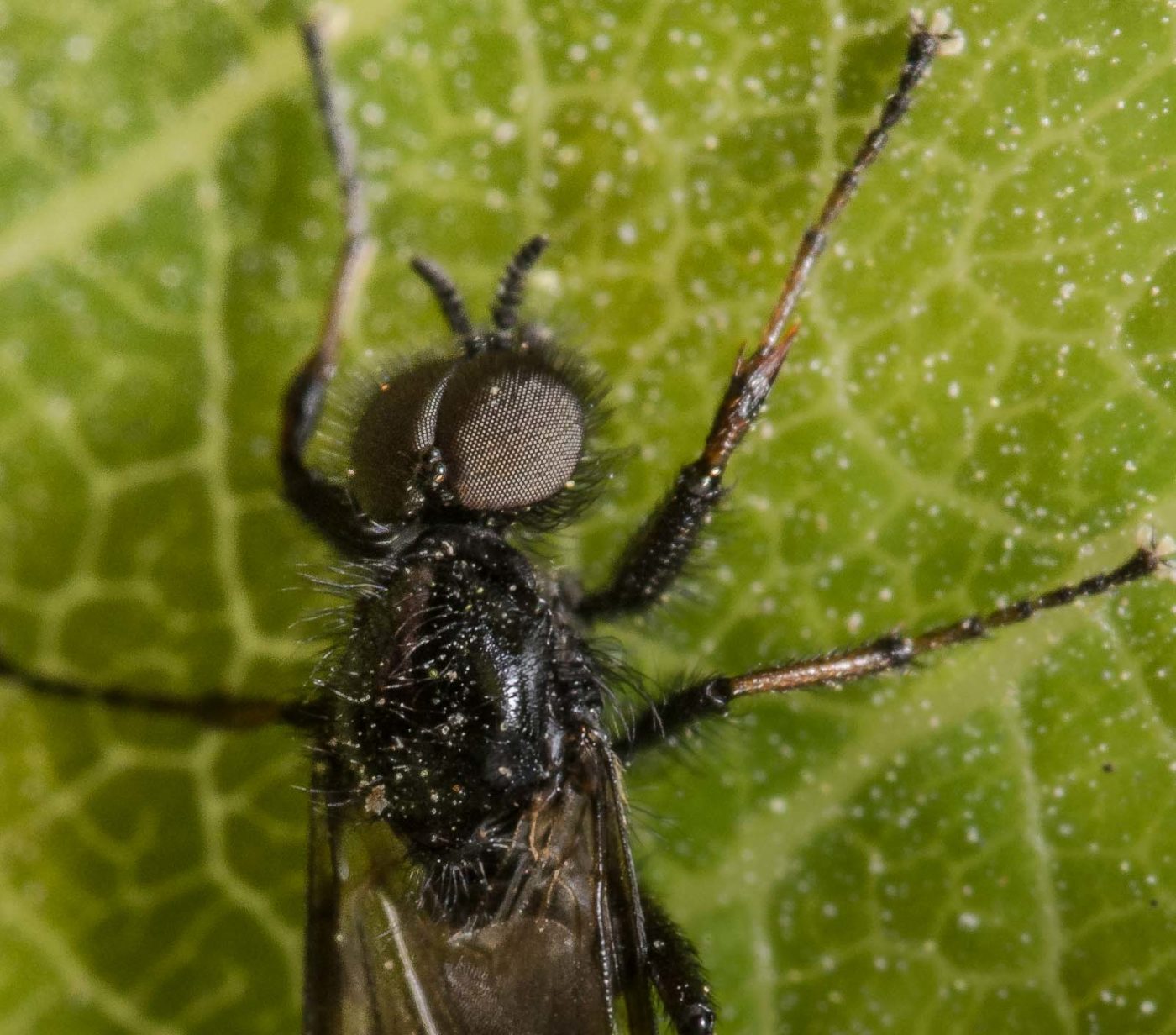 2020-04-17 - NSG Resser Wald und Emscherbruch
