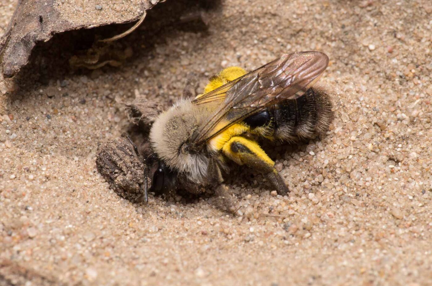 2020-04-17 - NSG Resser Wald und Emscherbruch