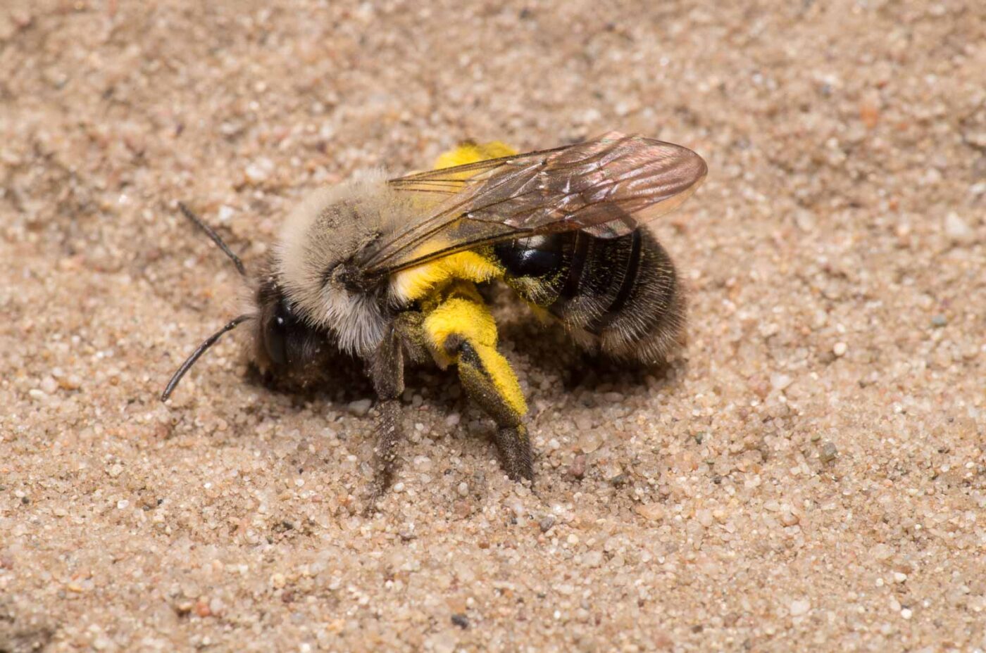 2020-04-17 - NSG Resser Wald und Emscherbruch