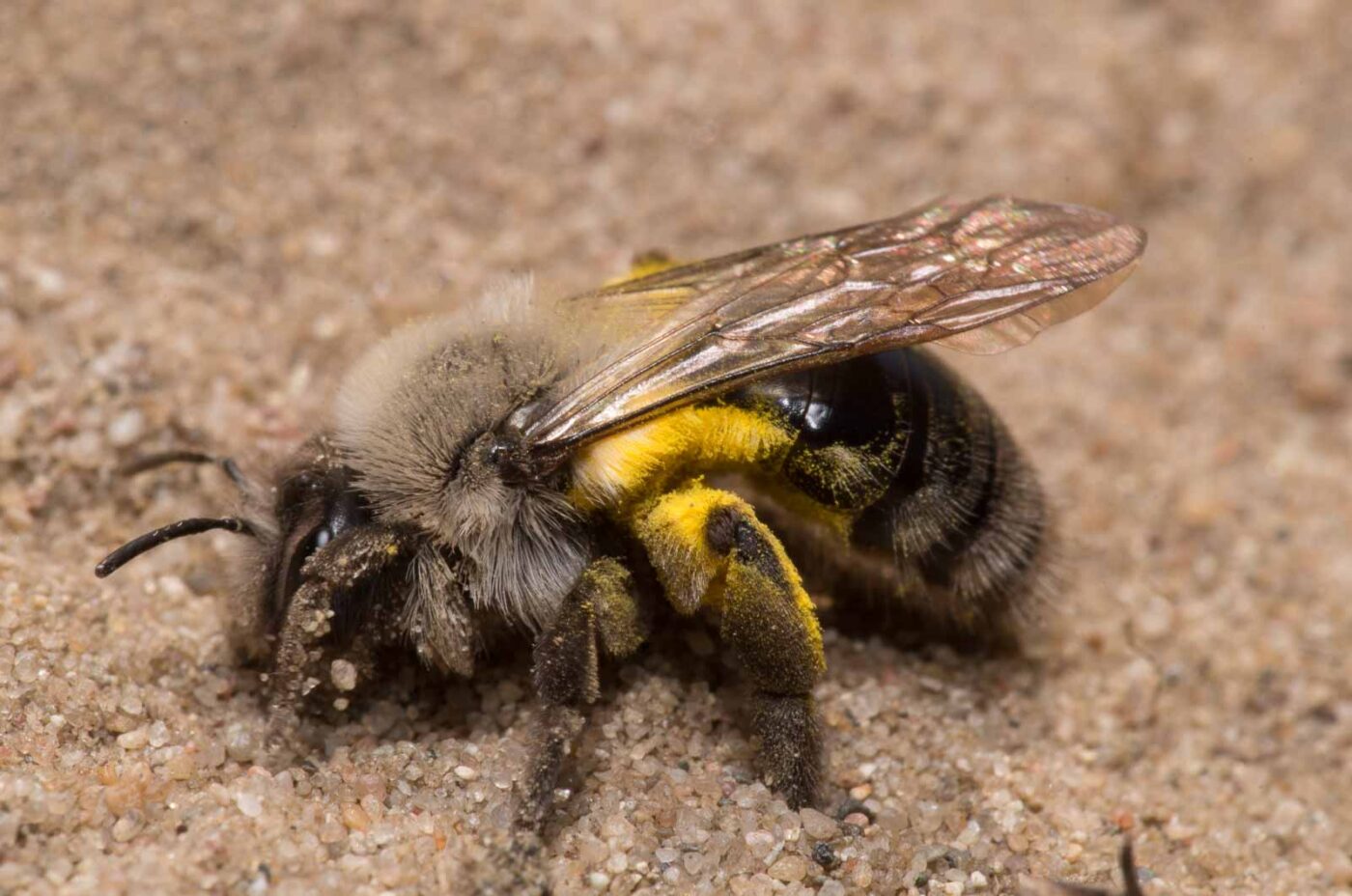2020-04-17 - NSG Resser Wald und Emscherbruch