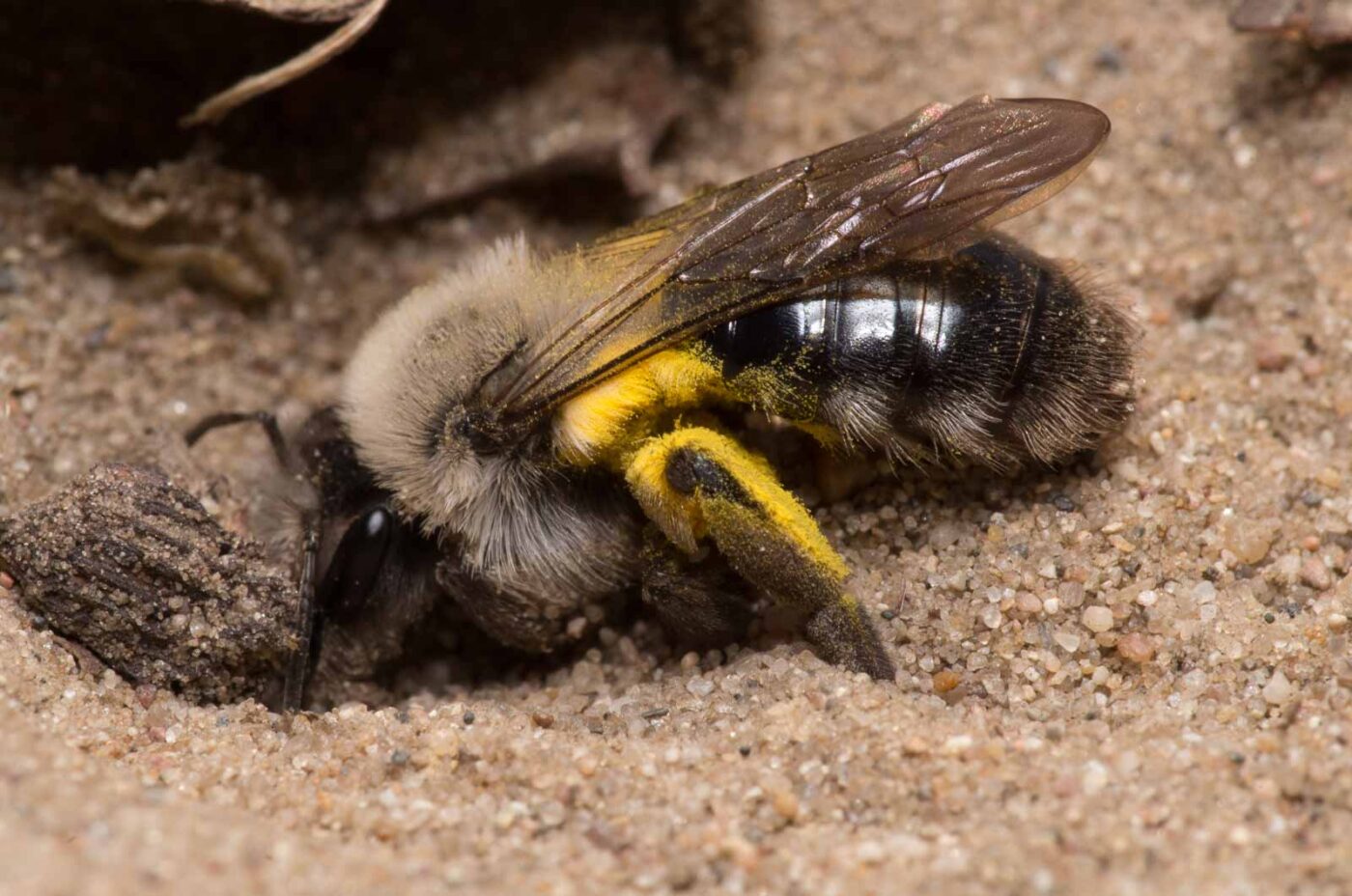 2020-04-17 - NSG Resser Wald und Emscherbruch