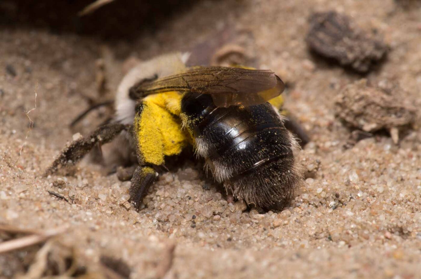 2020-04-17 - NSG Resser Wald und Emscherbruch