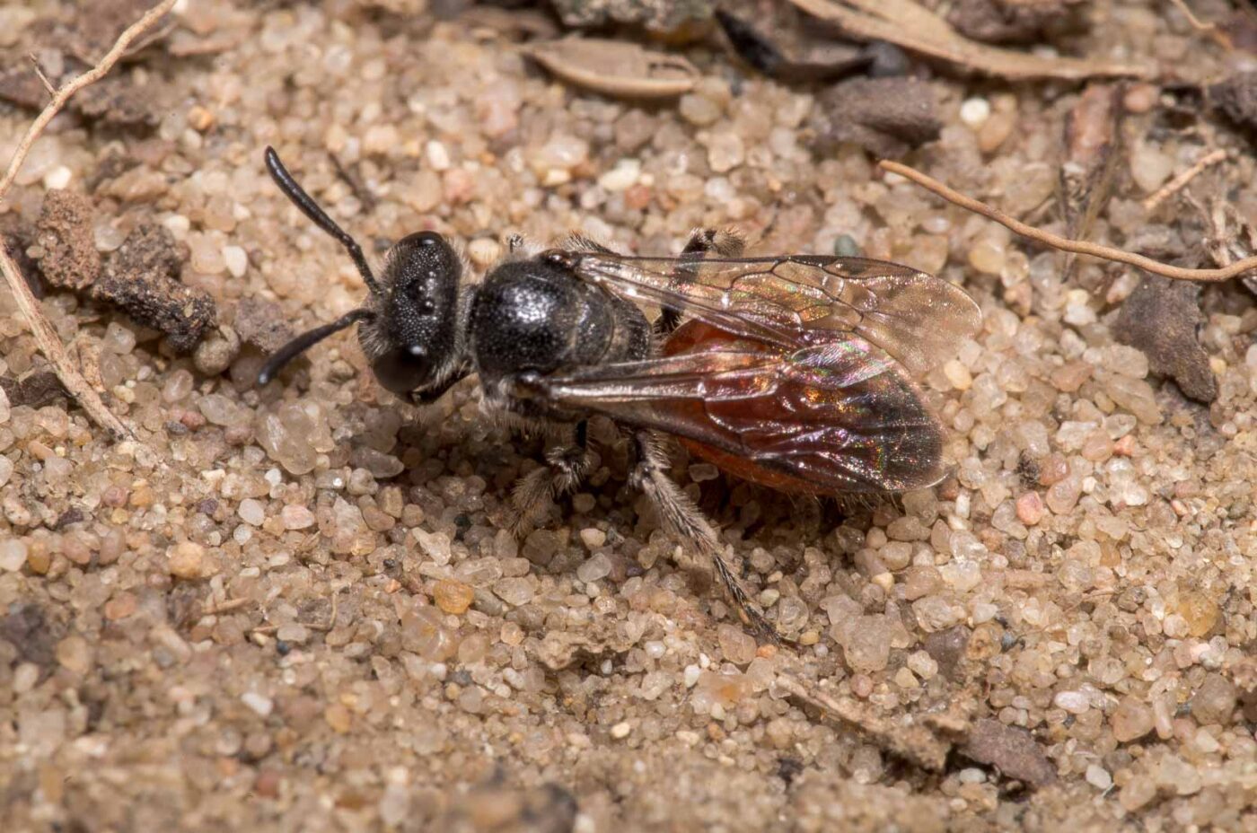 2020-04-17 - NSG Resser Wald und Emscherbruch