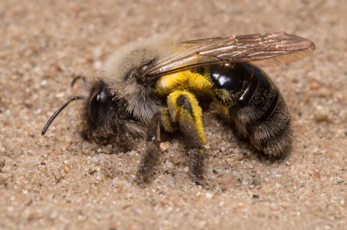 2020-04-17 - NSG Resser Wald und Emscherbruch