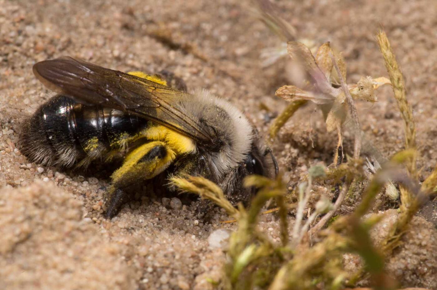 2020-04-17 - NSG Resser Wald und Emscherbruch
