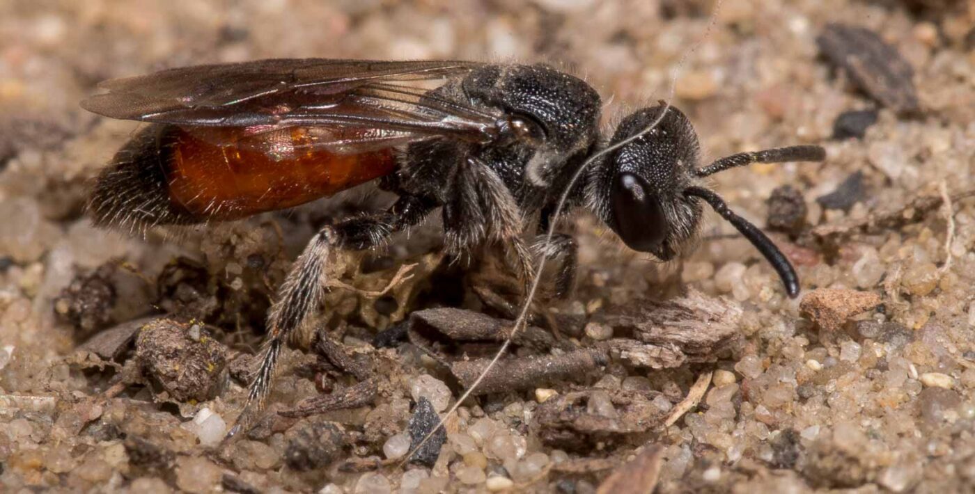 2020-04-17 - NSG Resser Wald und Emscherbruch