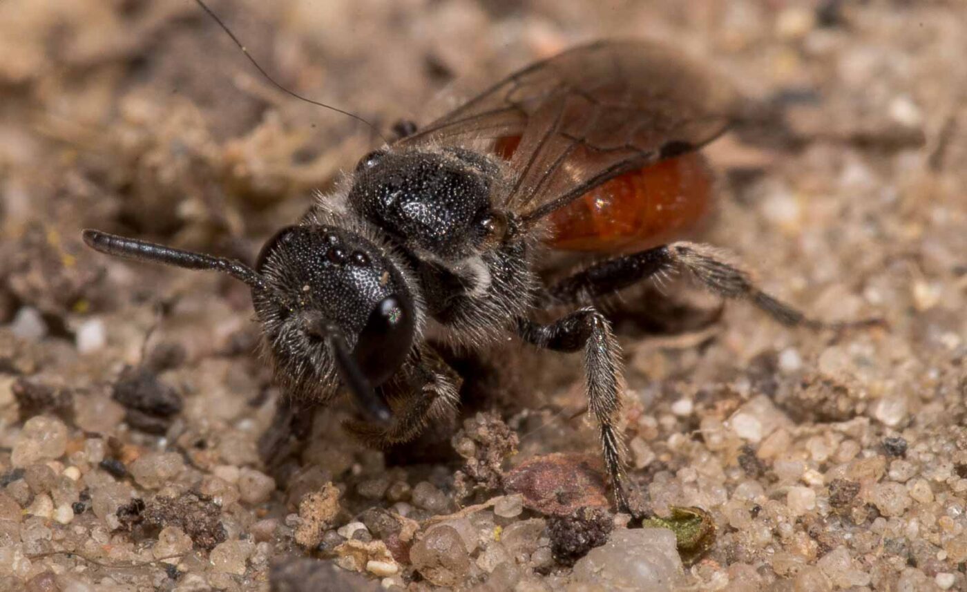 2020-04-17 - NSG Resser Wald und Emscherbruch
