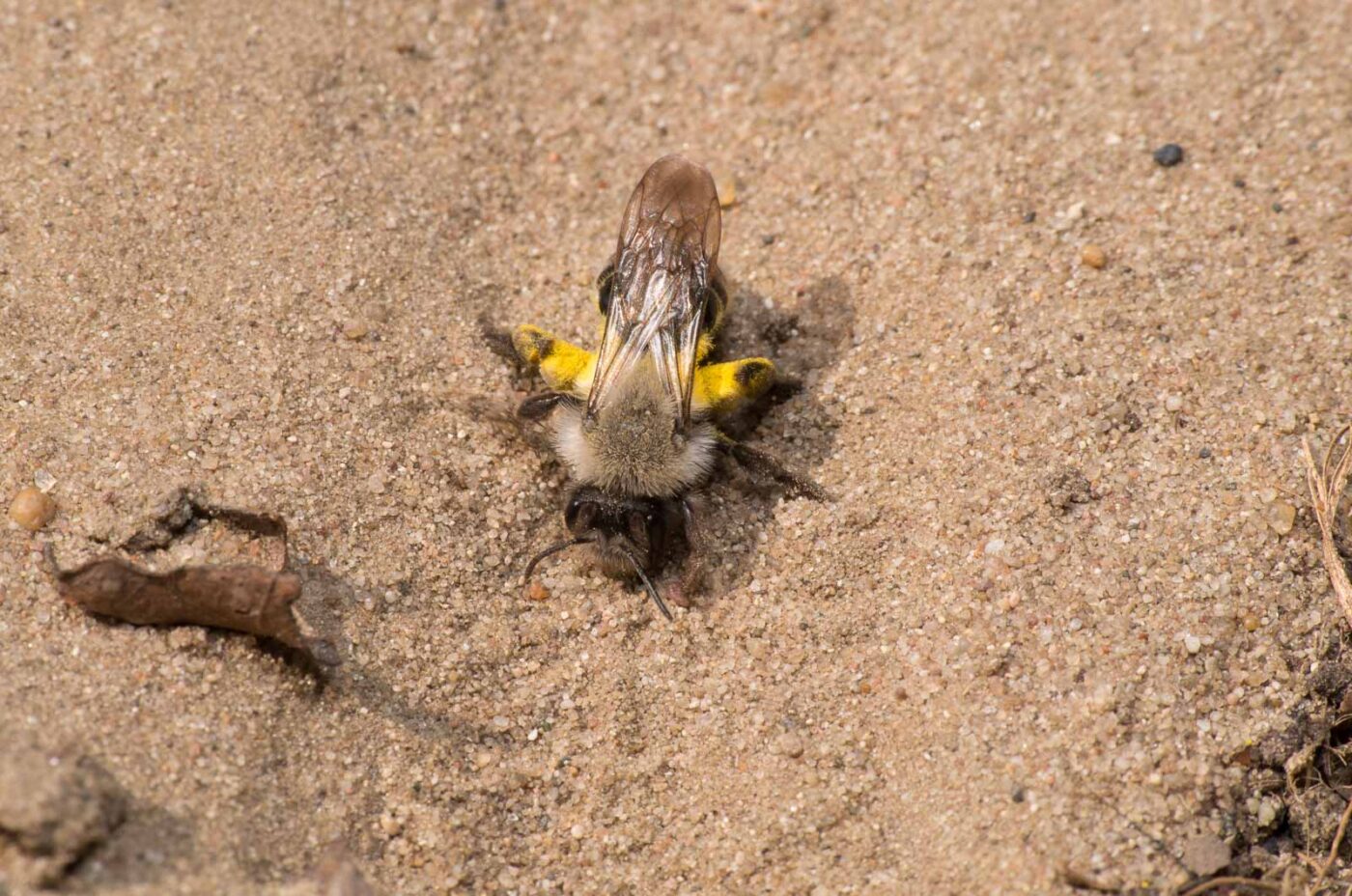 2020-04-17 - NSG Resser Wald und Emscherbruch