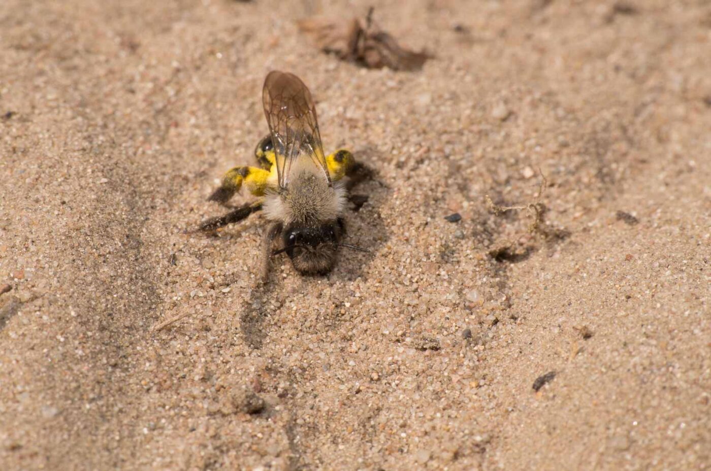 2020-04-17 - NSG Resser Wald und Emscherbruch