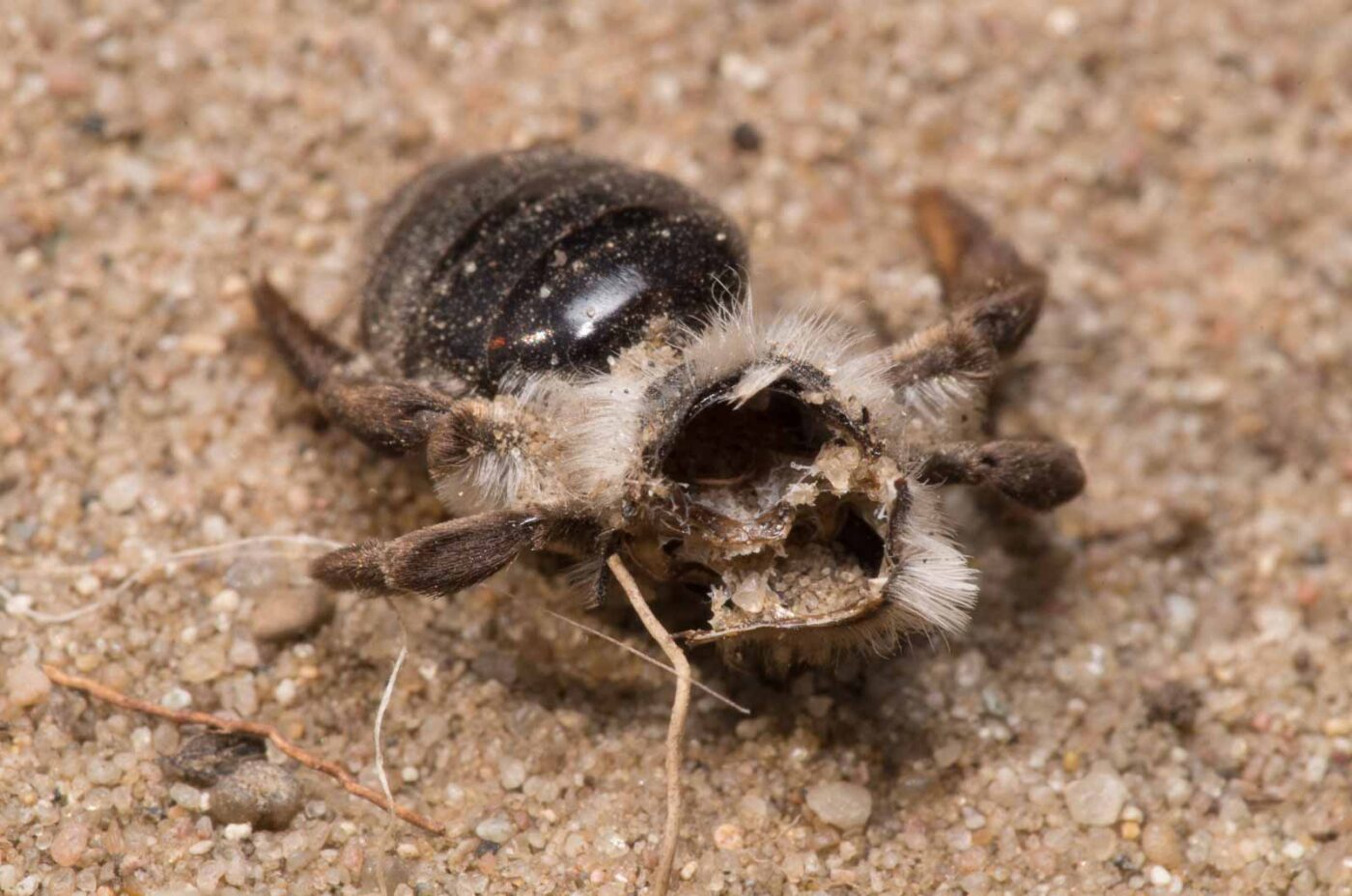 2020-04-17 - NSG Resser Wald und Emscherbruch