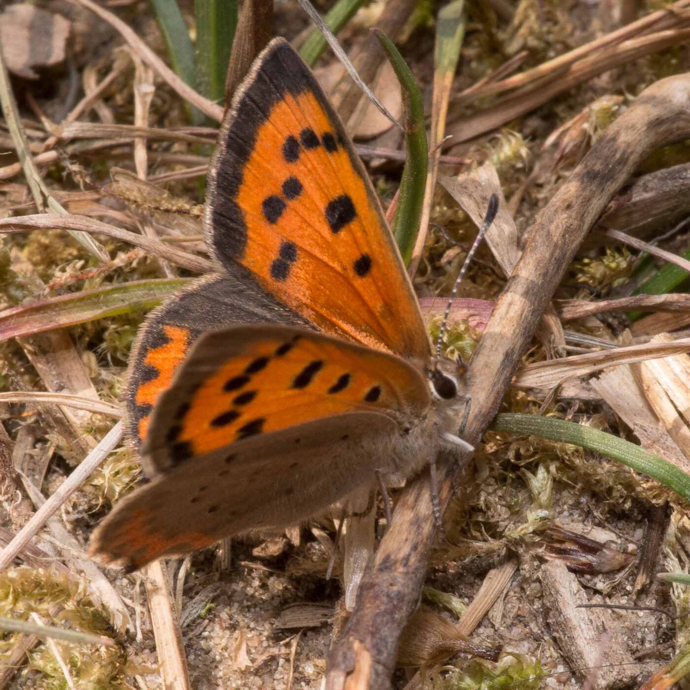 2020-04-17 - NSG Resser Wald und Emscherbruch