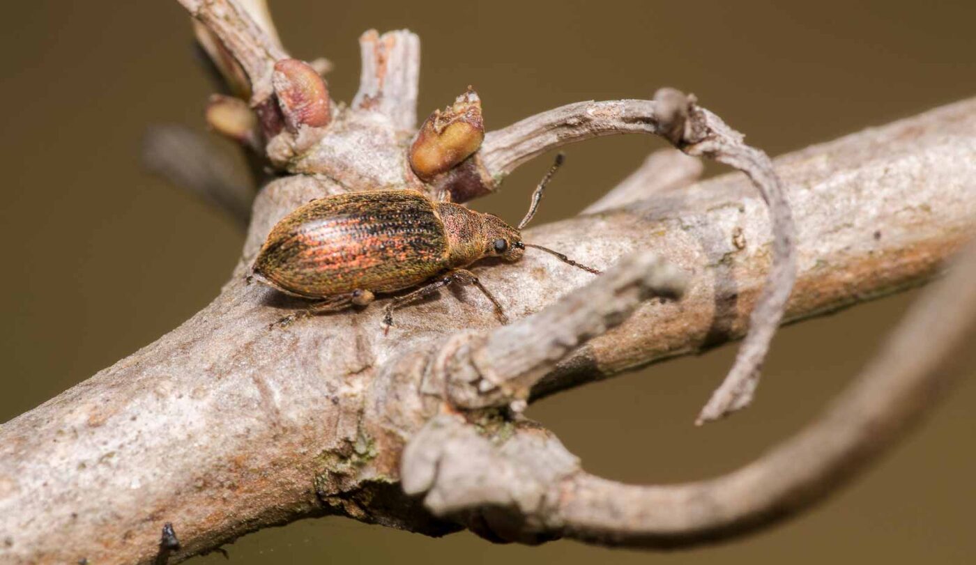 2020-04-17 - NSG Resser Wald und Emscherbruch