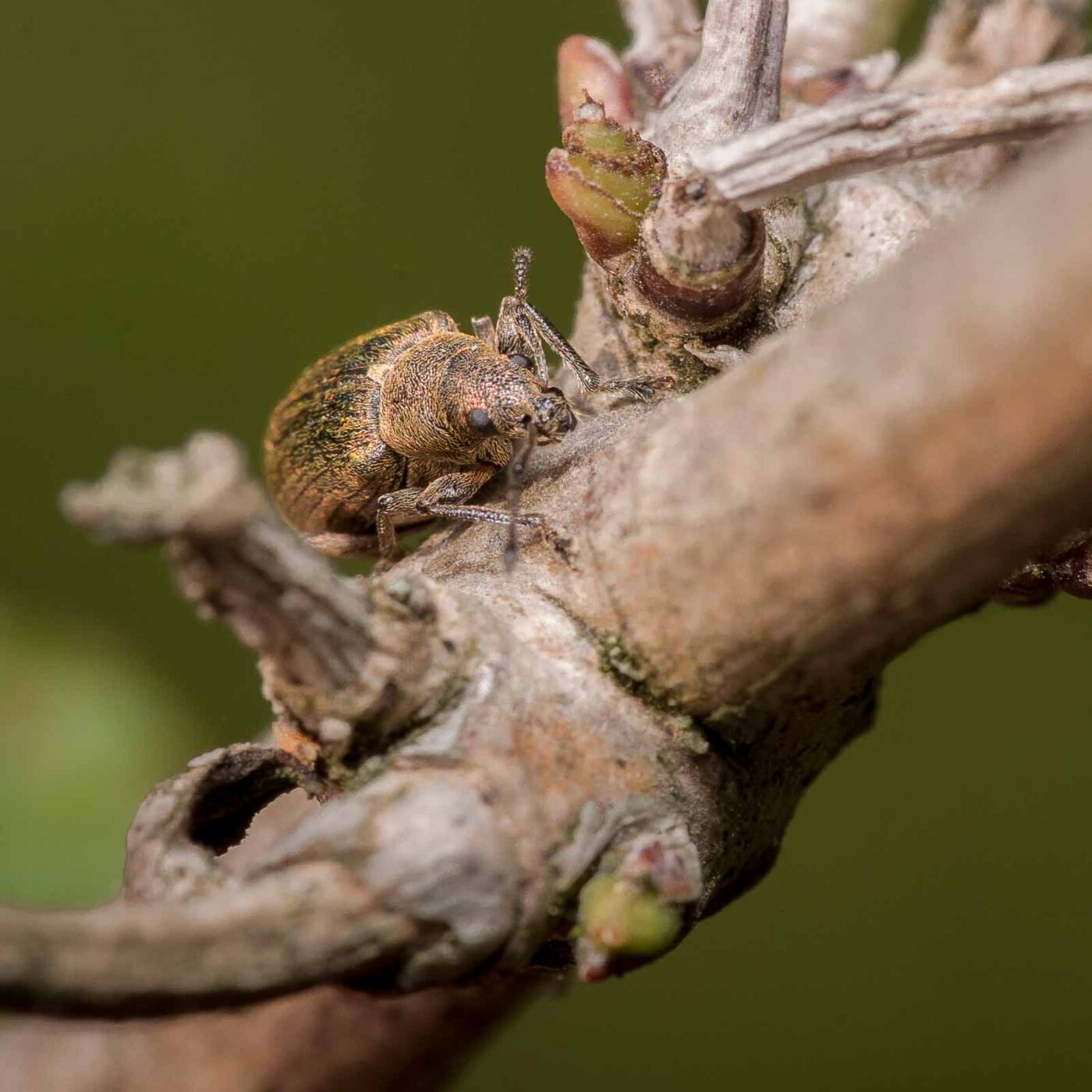 2020-04-17 - NSG Resser Wald und Emscherbruch