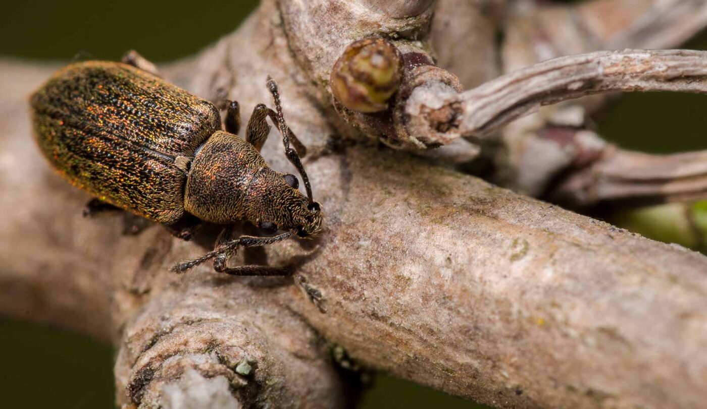 2020-04-17 - NSG Resser Wald und Emscherbruch