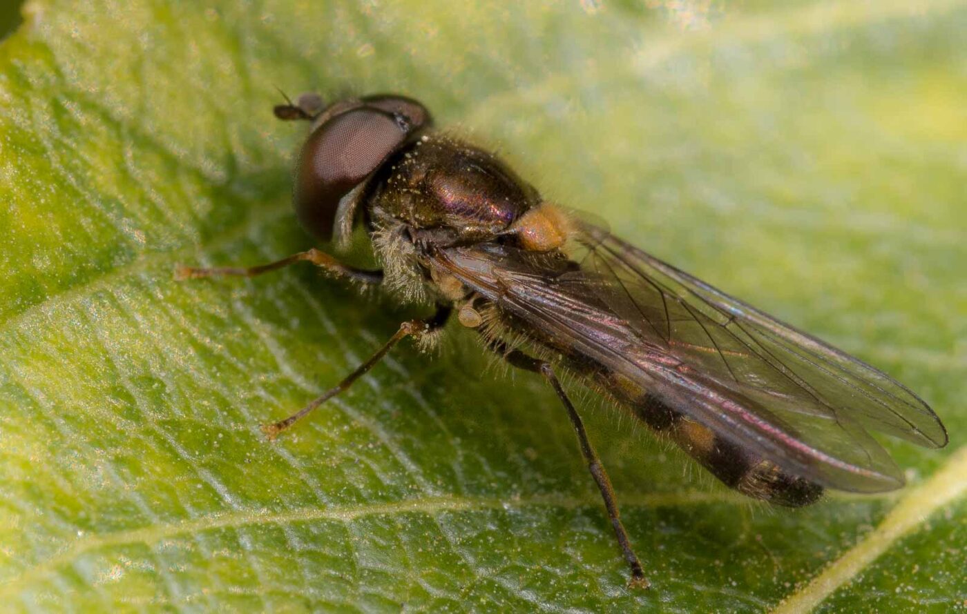 2020-04-17 - NSG Resser Wald und Emscherbruch
