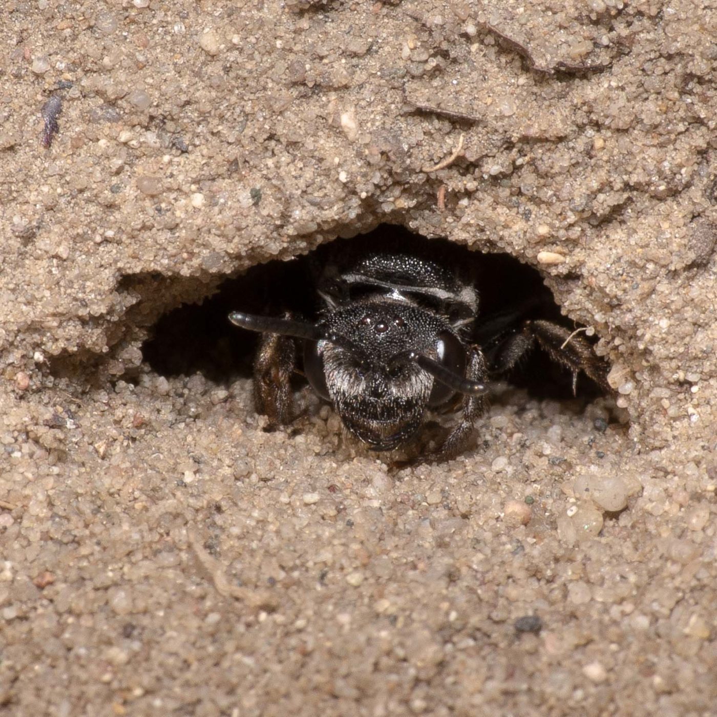 2020-04-17 - NSG Resser Wald und Emscherbruch