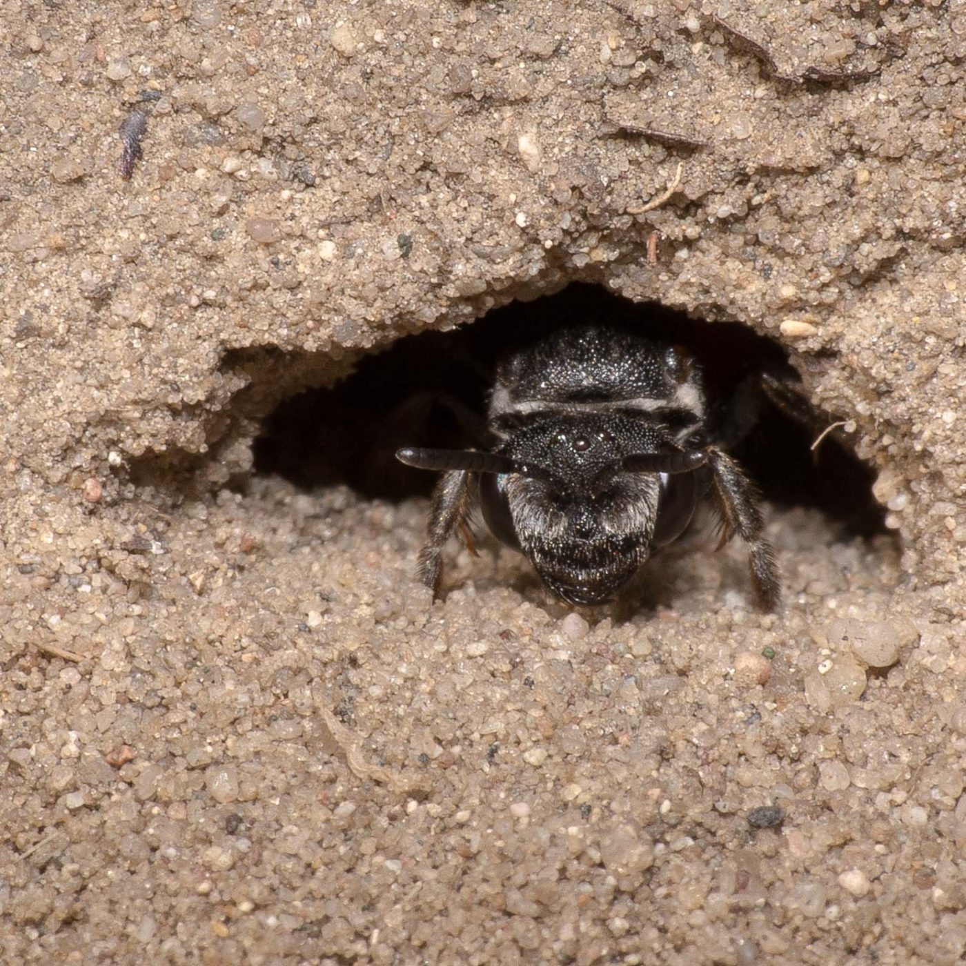 2020-04-17 - NSG Resser Wald und Emscherbruch