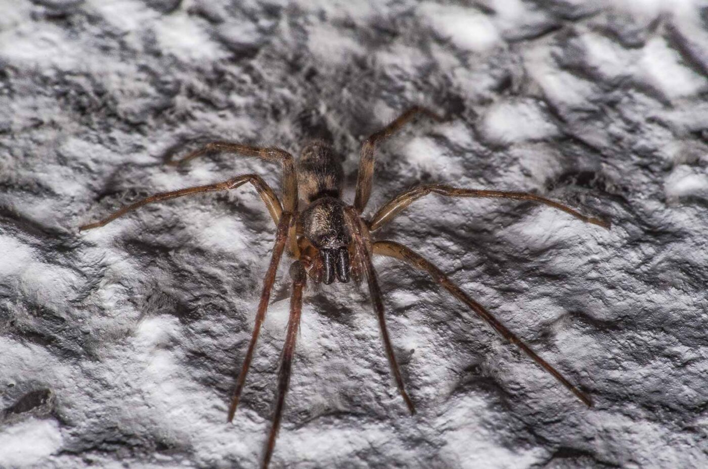 2020-04-19 - Residenzia - HolyHalla - Glattbauchspinne an der Thronsaaldecke