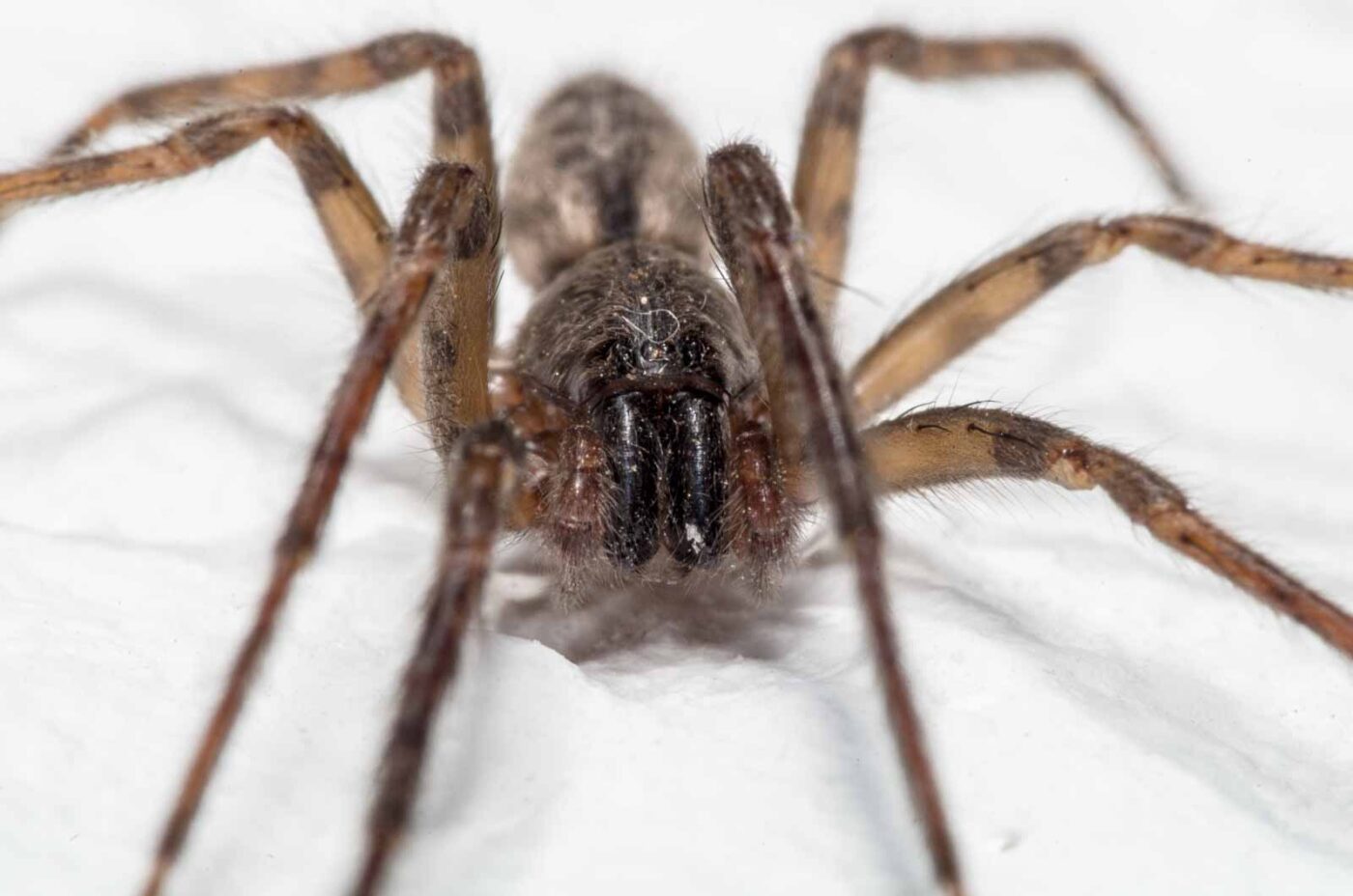 2020-04-19 - Residenzia - HolyHalla - Glattbauchspinne an der Thronsaaldecke