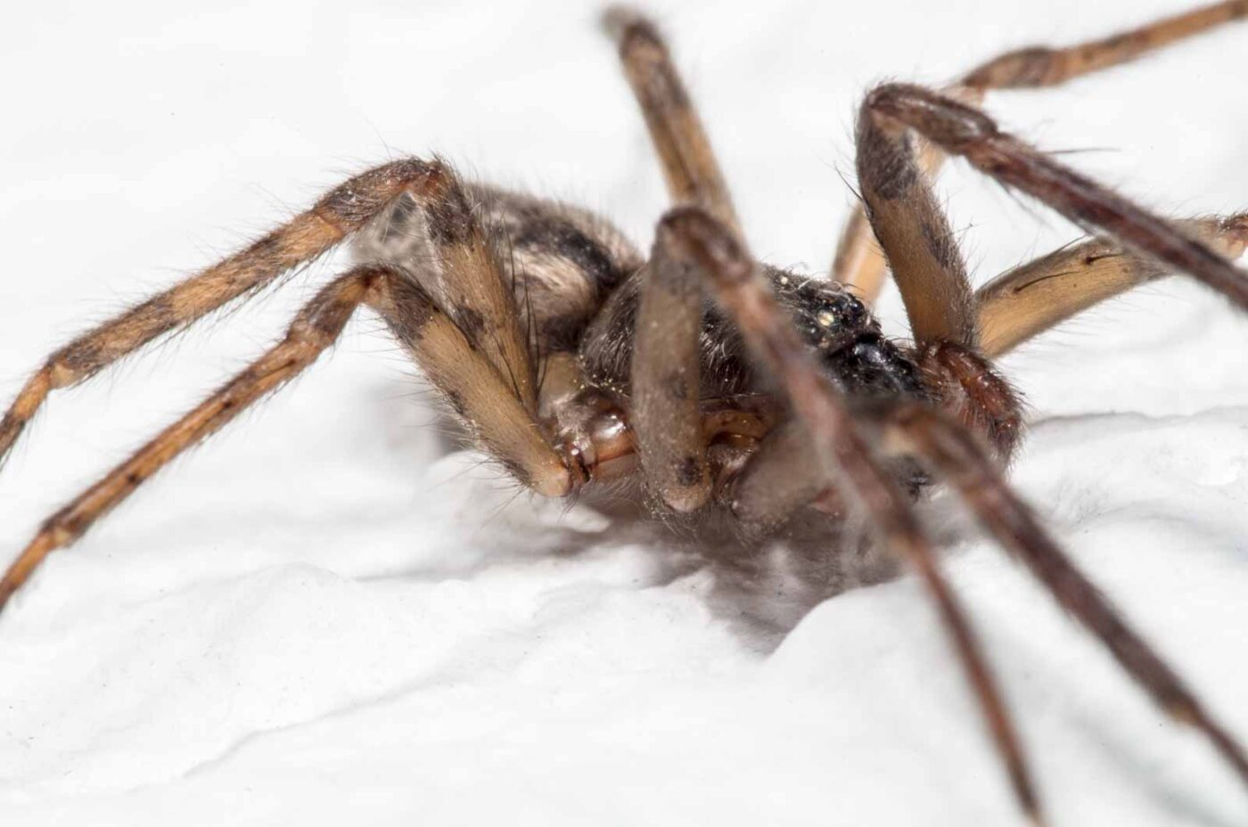 2020-04-19 - Residenzia - HolyHalla - Glattbauchspinne an der Thronsaaldecke
