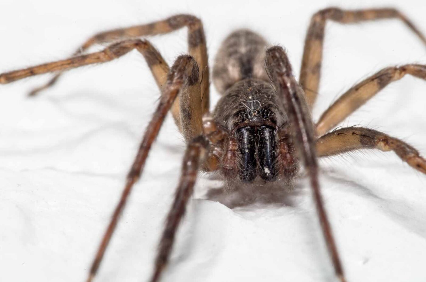 2020-04-19 - Residenzia - HolyHalla - Glattbauchspinne an der Thronsaaldecke