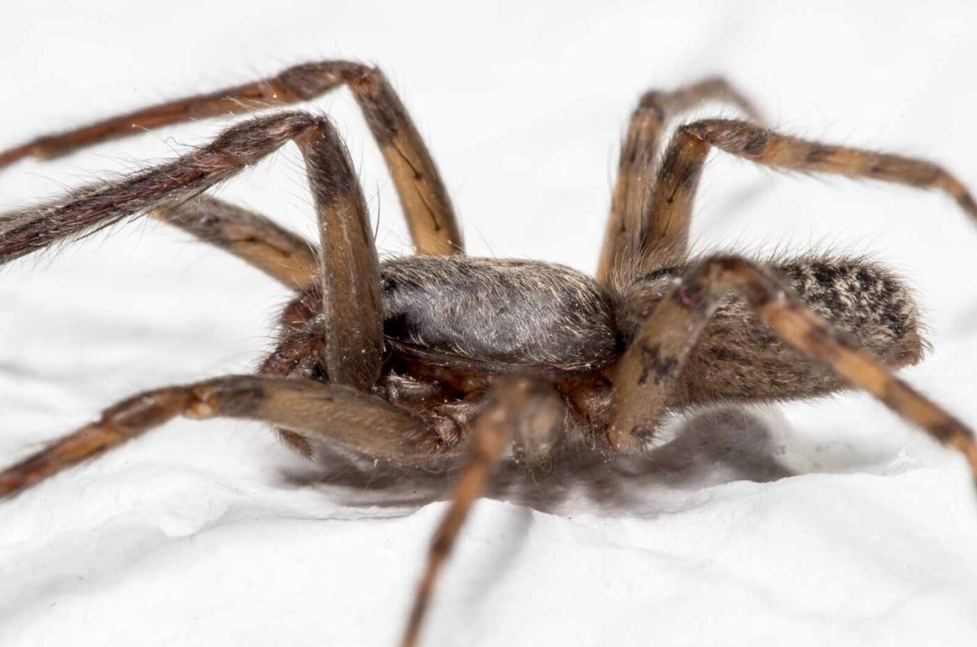 2020-04-19 - Residenzia - HolyHalla - Glattbauchspinne an der Thronsaaldecke