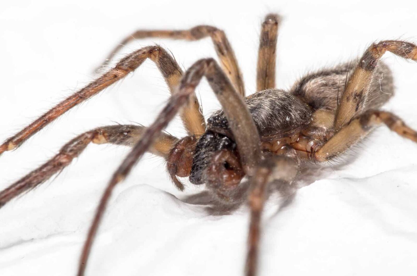 2020-04-19 - Residenzia - HolyHalla - Glattbauchspinne an der Thronsaaldecke