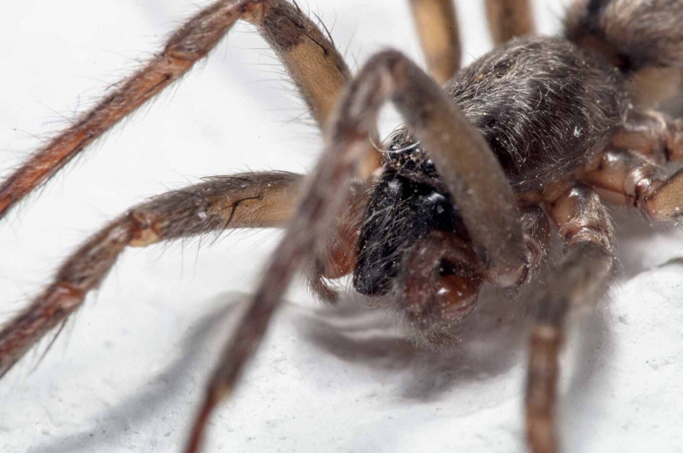 2020-04-19 - Residenzia - HolyHalla - Glattbauchspinne an der Thronsaaldecke