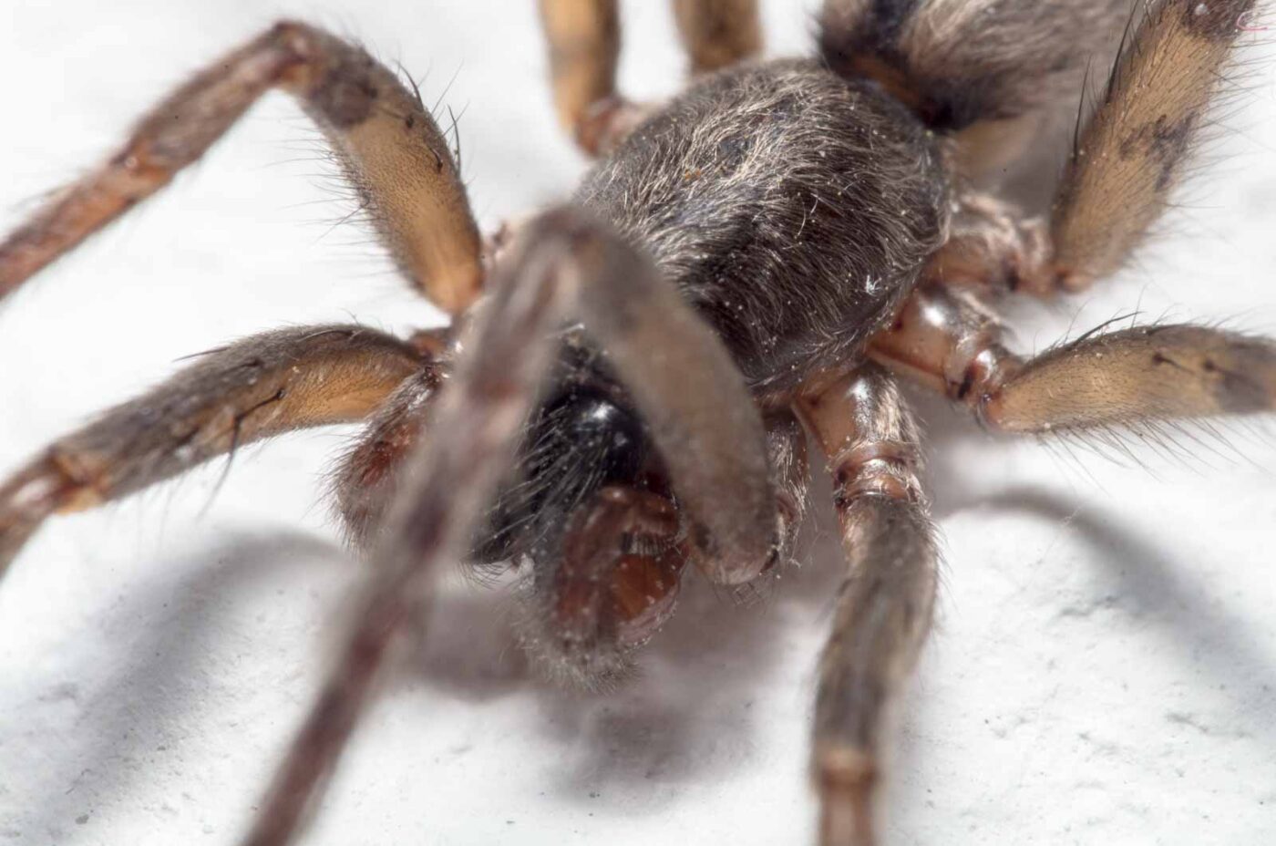 2020-04-19 - Residenzia - HolyHalla - Glattbauchspinne an der Thronsaaldecke