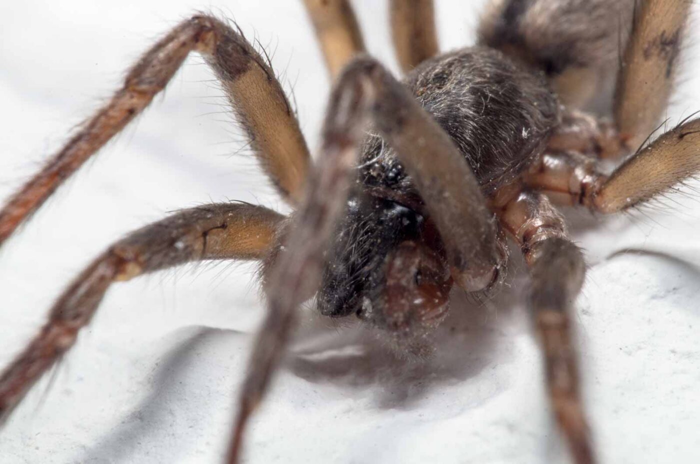 2020-04-19 - Residenzia - HolyHalla - Glattbauchspinne an der Thronsaaldecke