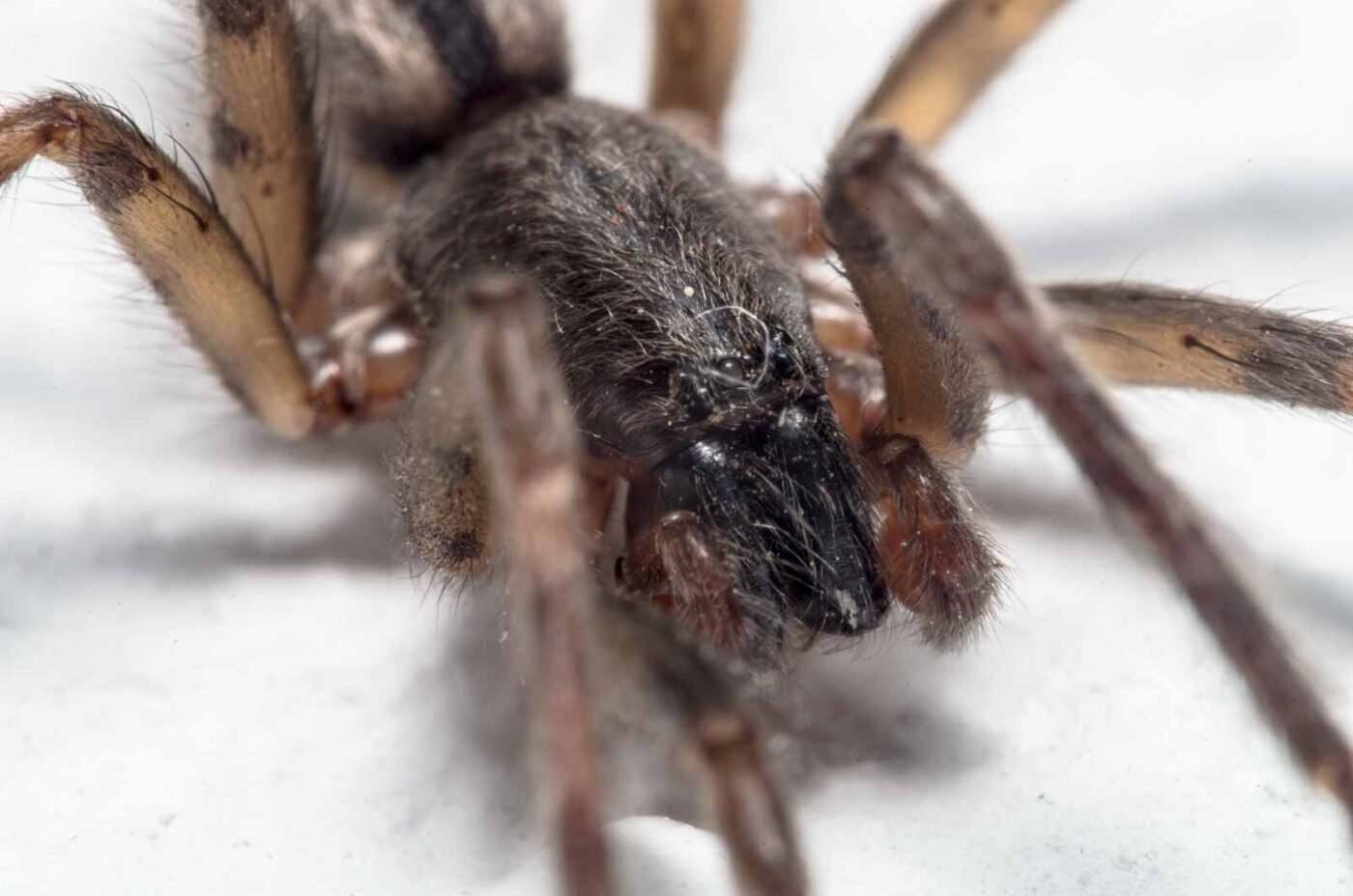 2020-04-19 - Residenzia - HolyHalla - Glattbauchspinne an der Thronsaaldecke