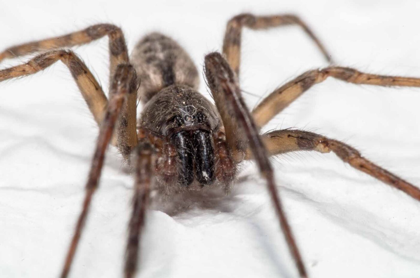 2020-04-19 - Residenzia - HolyHalla - Glattbauchspinne an der Thronsaaldecke