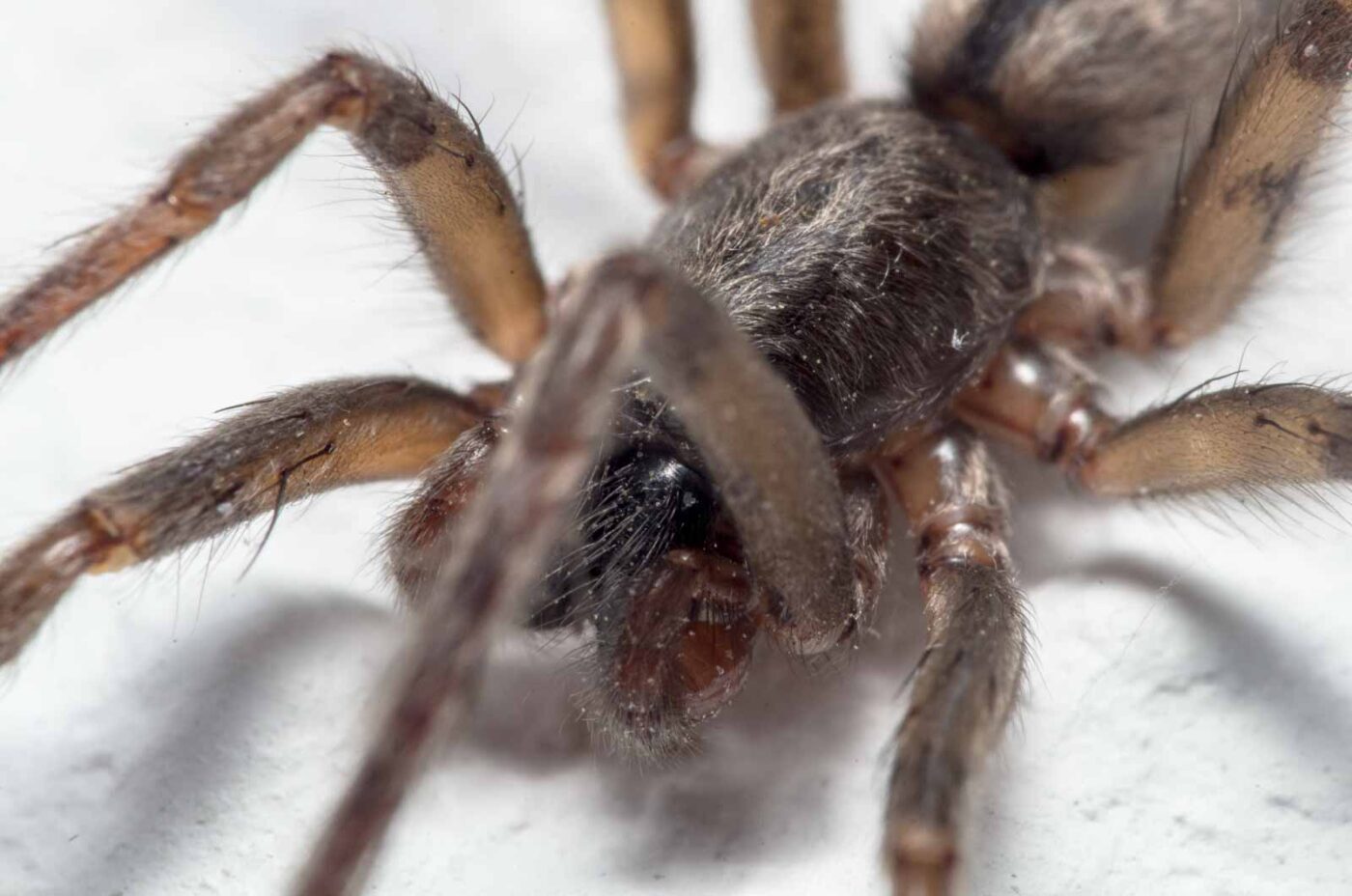 2020-04-19 - Residenzia - HolyHalla - Glattbauchspinne an der Thronsaaldecke