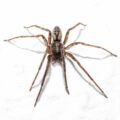 2020-04-19 - Residenzia - HolyHalla - Glattbauchspinne an der Thronsaaldecke