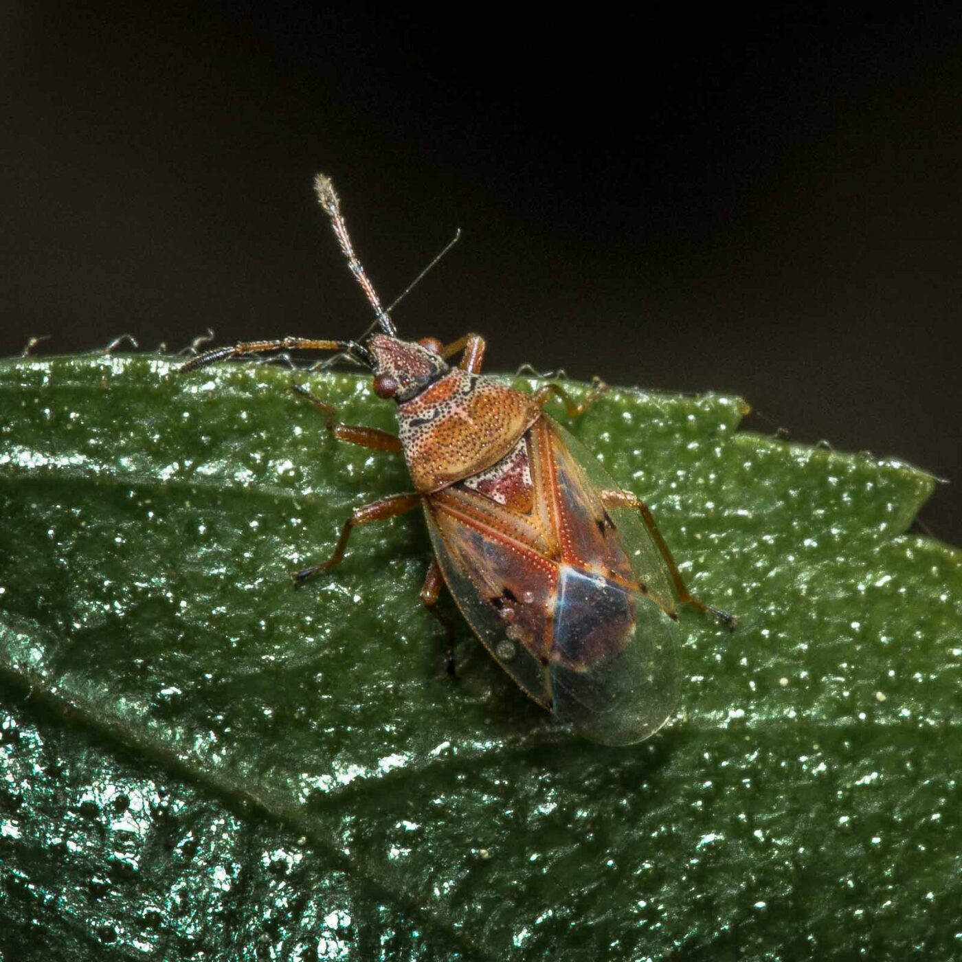 2020-04-26 - NSG Hafen Herten