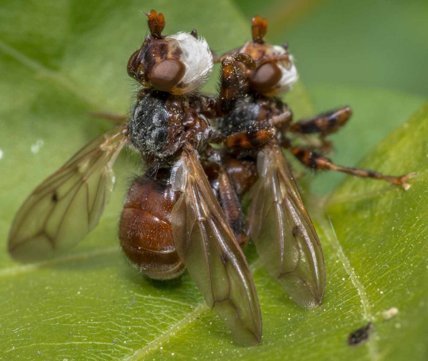 2020-04-26 - NSG Hafen Herten