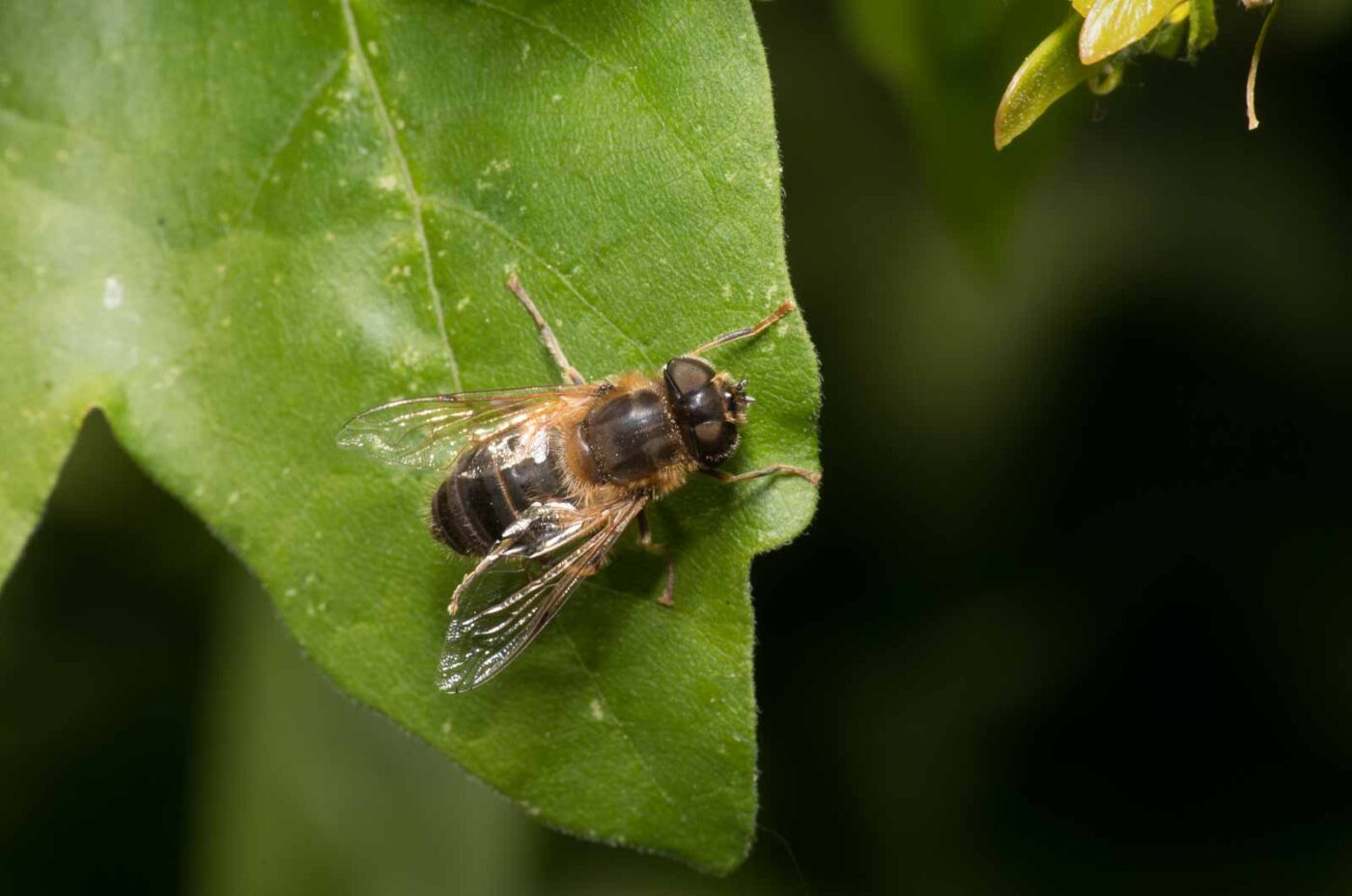 2020-04-26 - NSG Hafen Herten