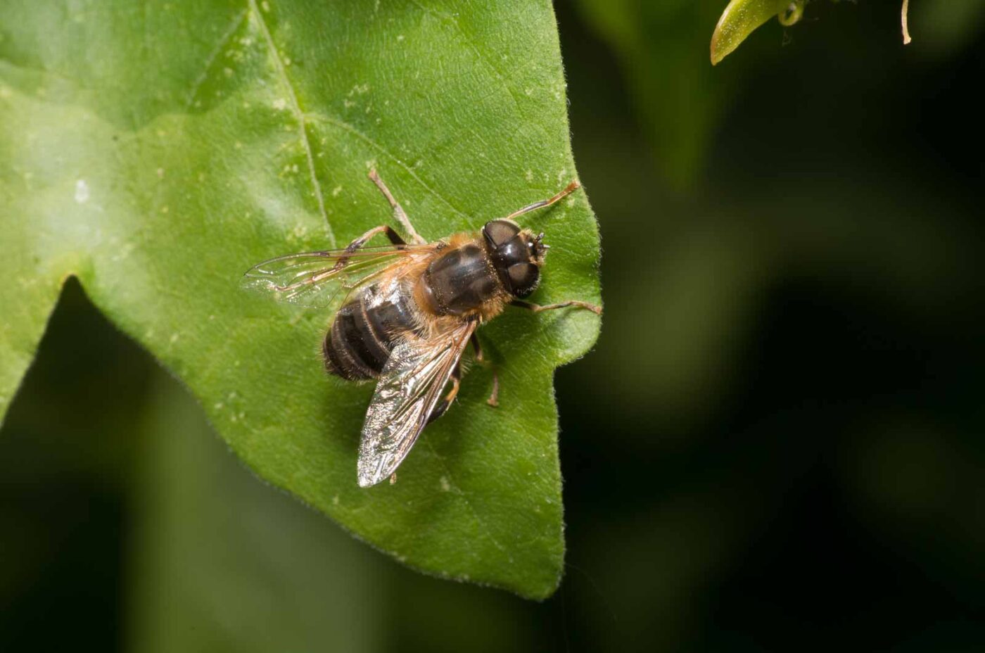 2020-04-26 - NSG Hafen Herten