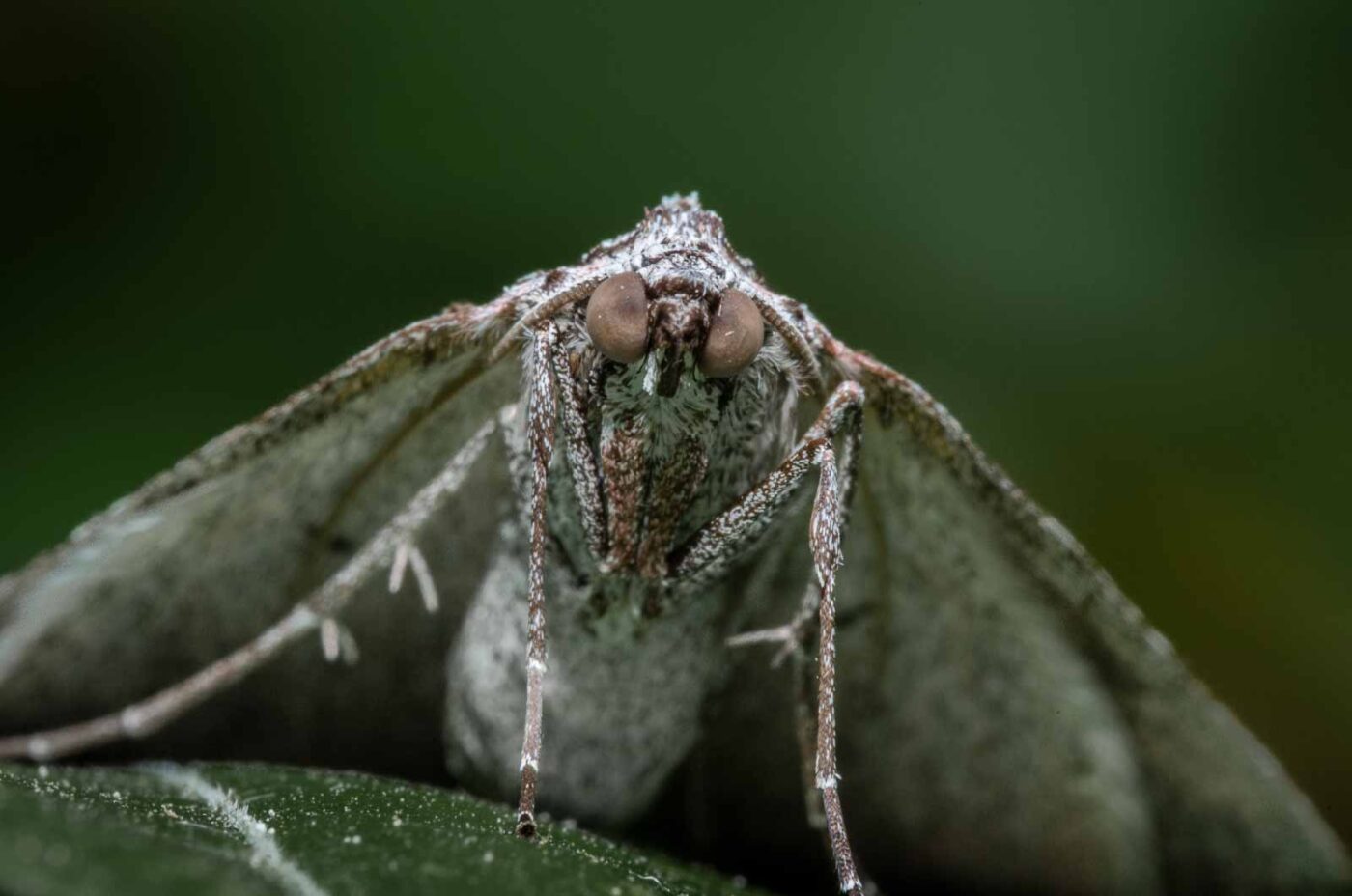 2020-04-26 - NSG Hafen Herten