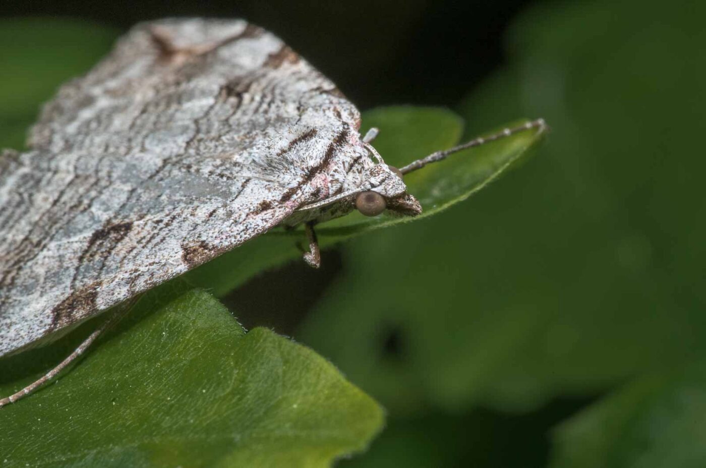 2020-04-26 - NSG Hafen Herten