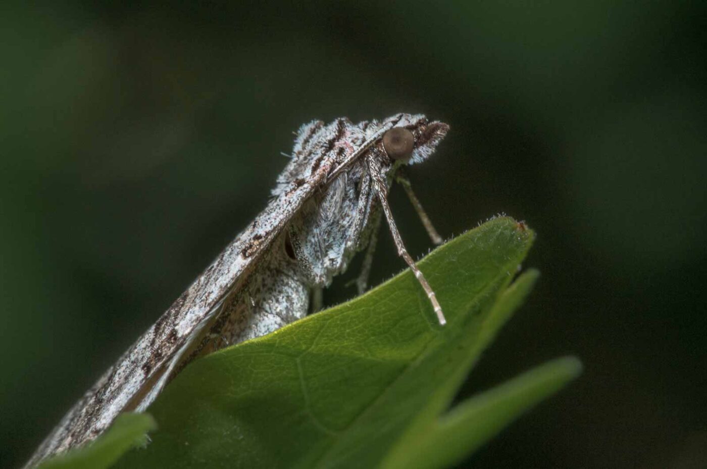 2020-04-26 - NSG Hafen Herten