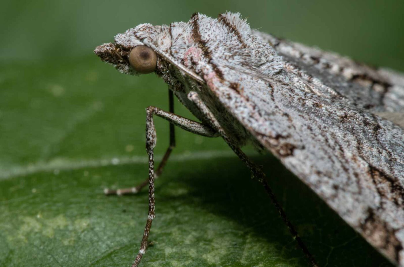 2020-04-26 - NSG Hafen Herten