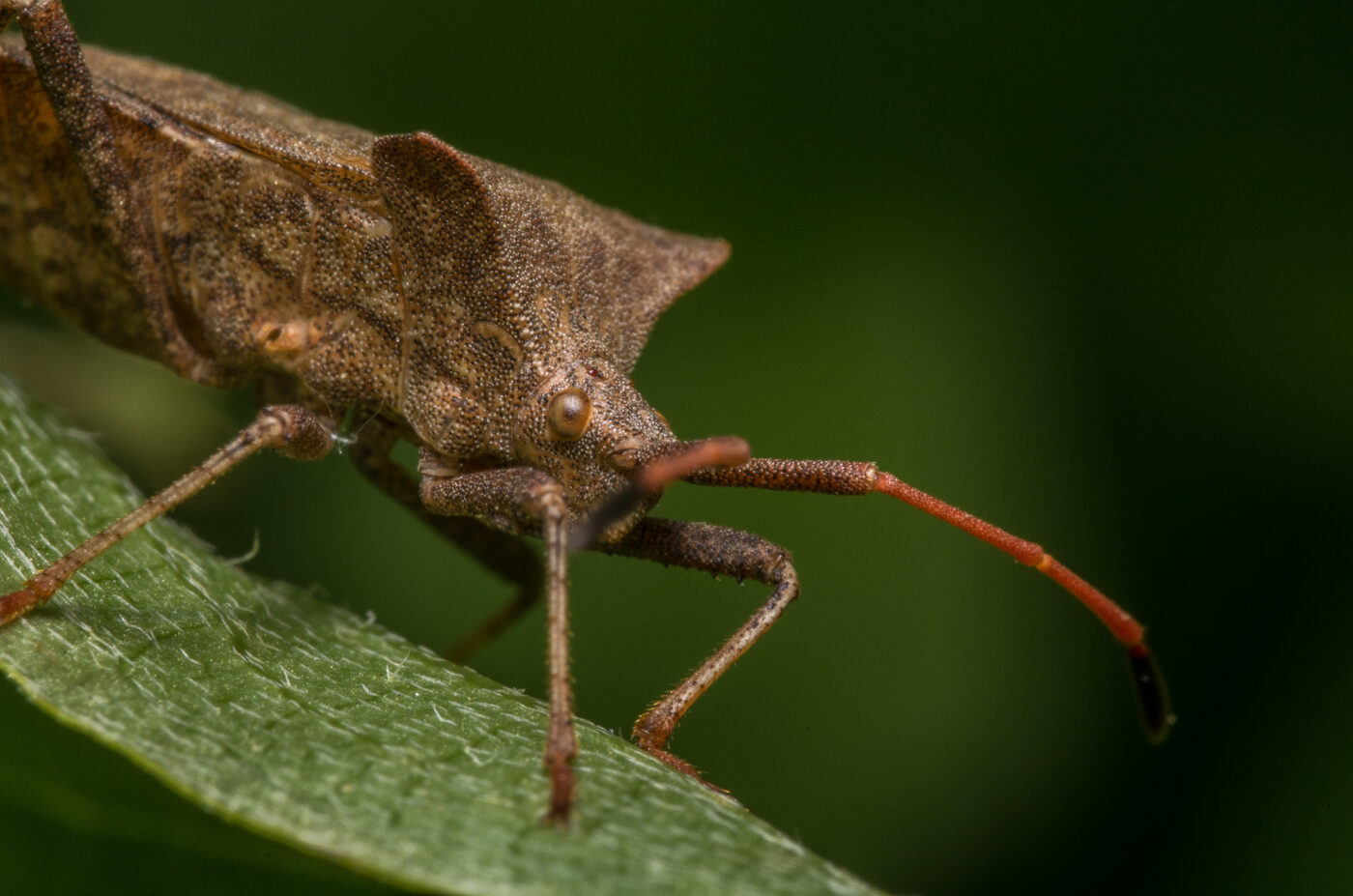 2020-04-26 - NSG Hafen Herten