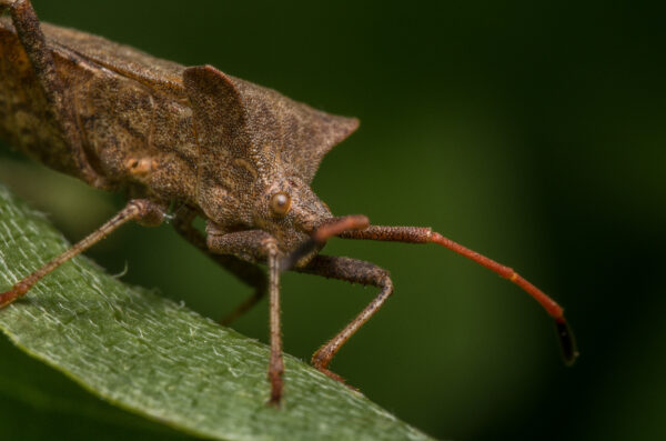 2020-04-26 - NSG Hafen Herten