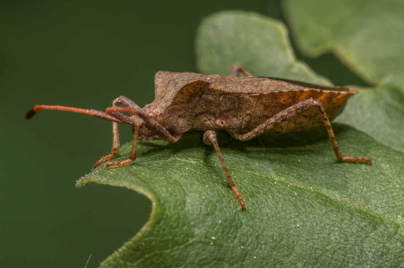 2020-04-26 - NSG Hafen Herten